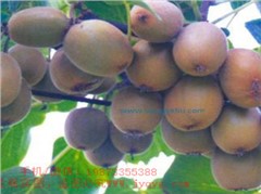 華光２號(hào)獼猴桃