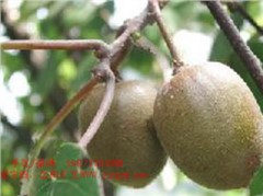 通山5號(hào)獼猴桃