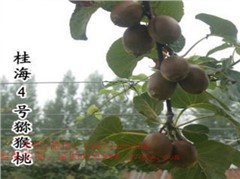 獼猴桃桂海4號(hào)