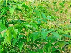 青錢(qián)柳