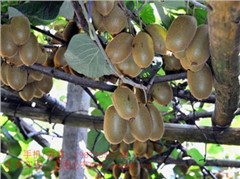 泰山1號(hào)獼猴桃