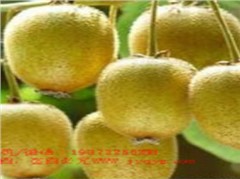 華美2號獼猴桃